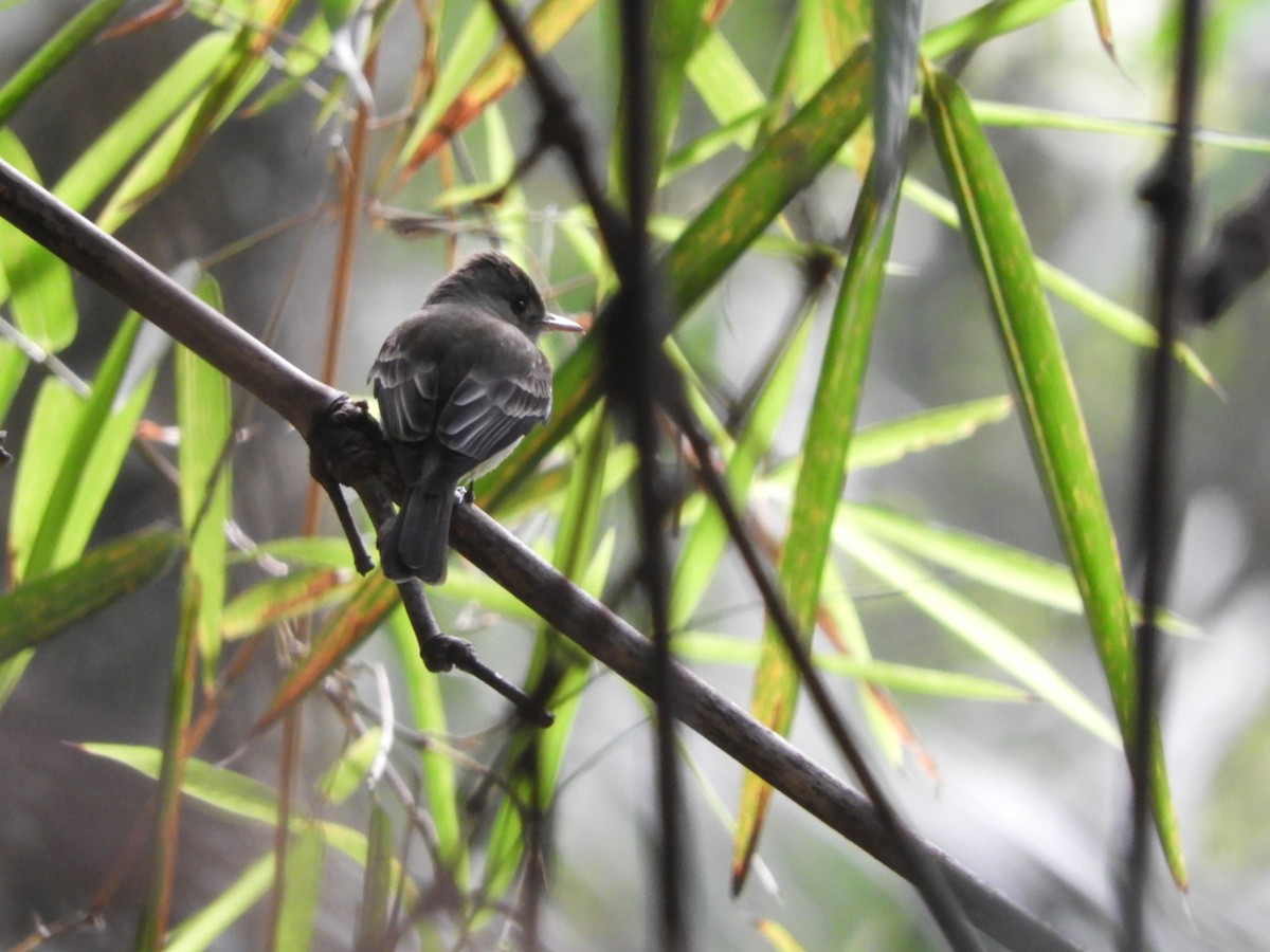 Northern Tropical Pewee - Lance d'Ar