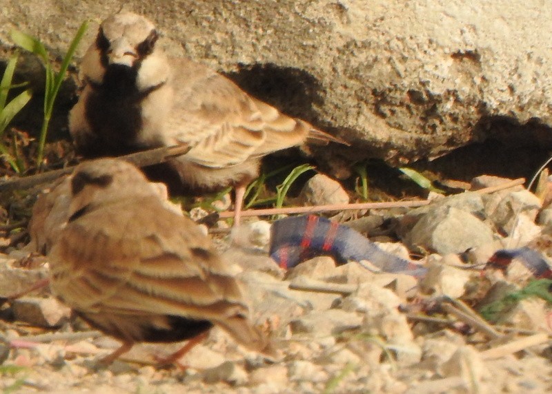 Ashy-crowned Sparrow-Lark - ML612732688