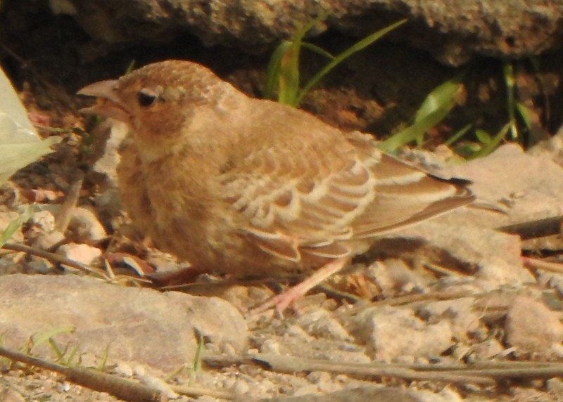 Ashy-crowned Sparrow-Lark - ML612732689