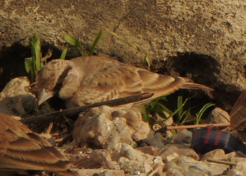 Ashy-crowned Sparrow-Lark - ML612732690