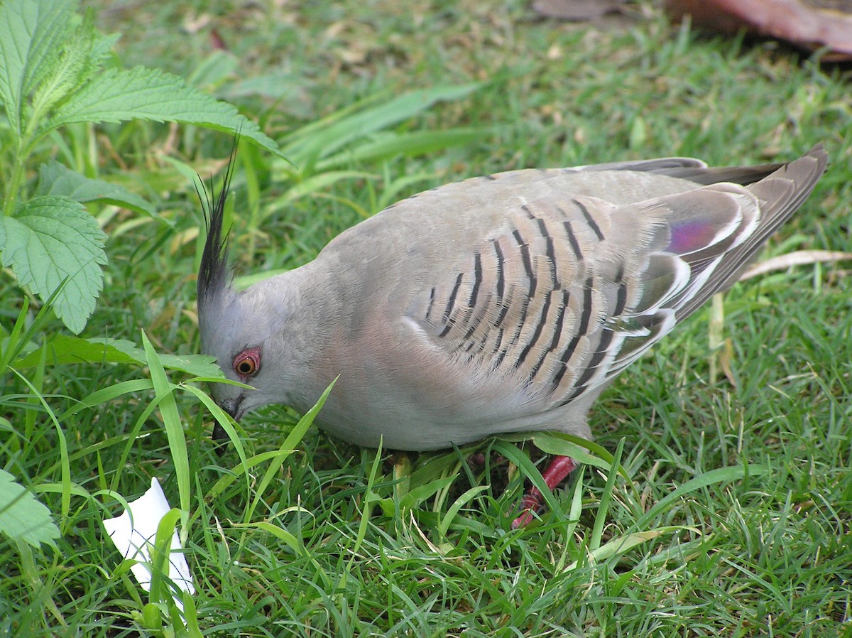 Crested Pigeon - ML612732825