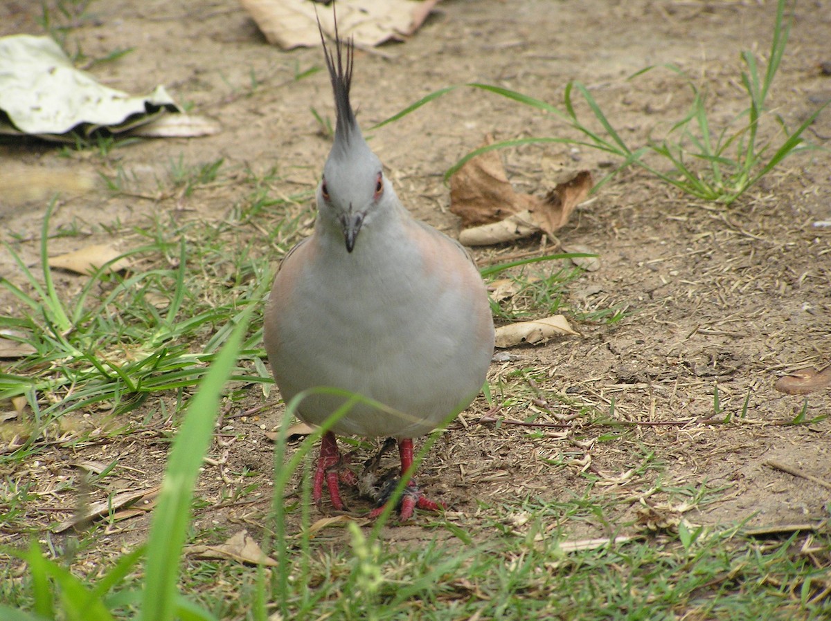 Crested Pigeon - ML612732826