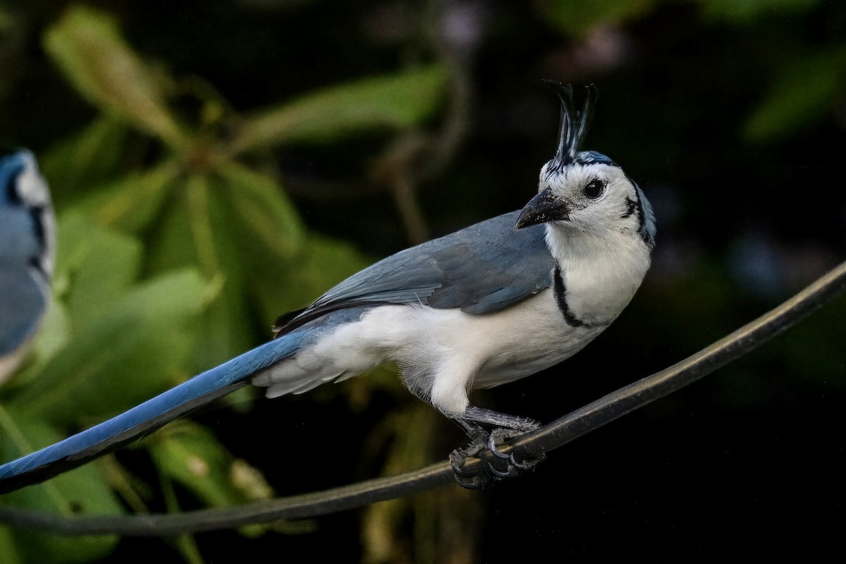 White-throated Magpie-Jay - ML612733097