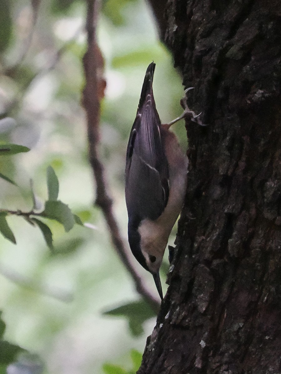 Ebird Checklist Dec Angeles Nf Castle Canyon Trail Species