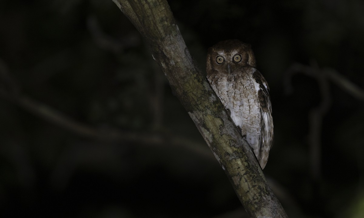 Middle American Screech-Owl (Middle American) - ML612733465