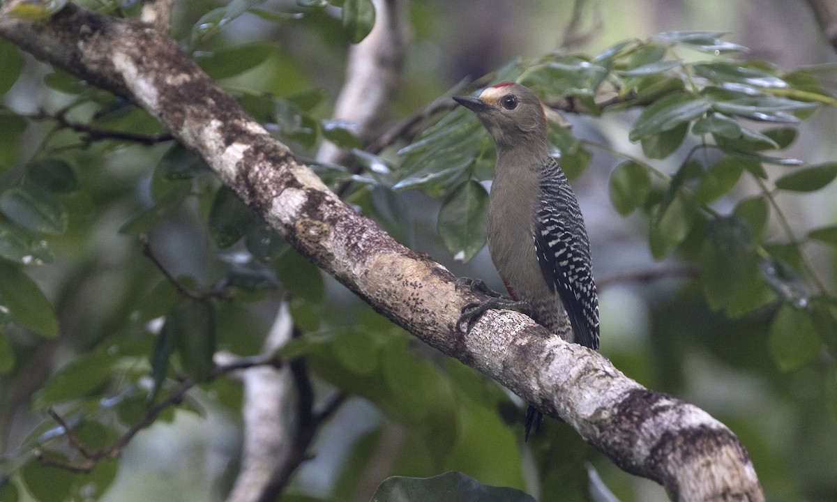 Yucatan Woodpecker - Zak Pohlen