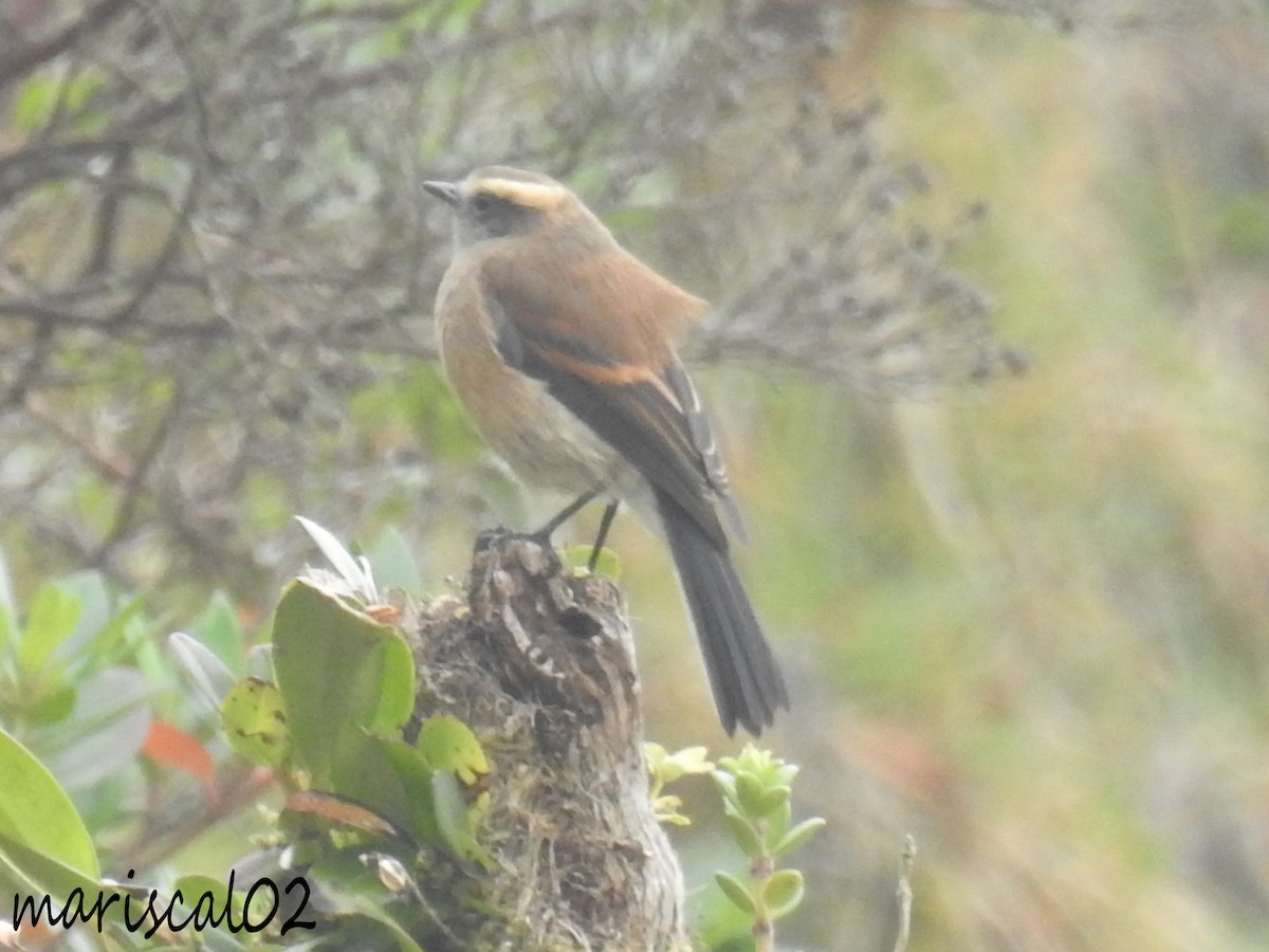 Brown-backed Chat-Tyrant - ML612733974