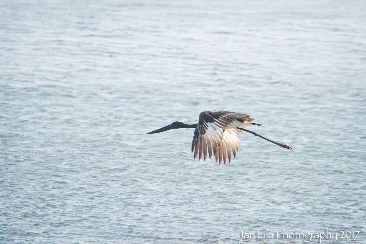 Black-necked Stork - ML61273401