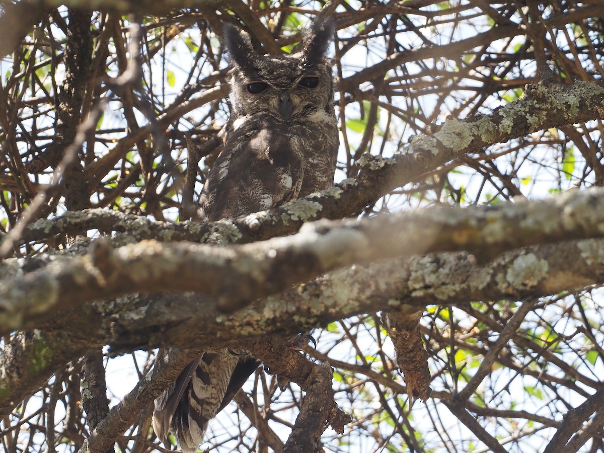 Grayish Eagle-Owl - Stephan Lorenz