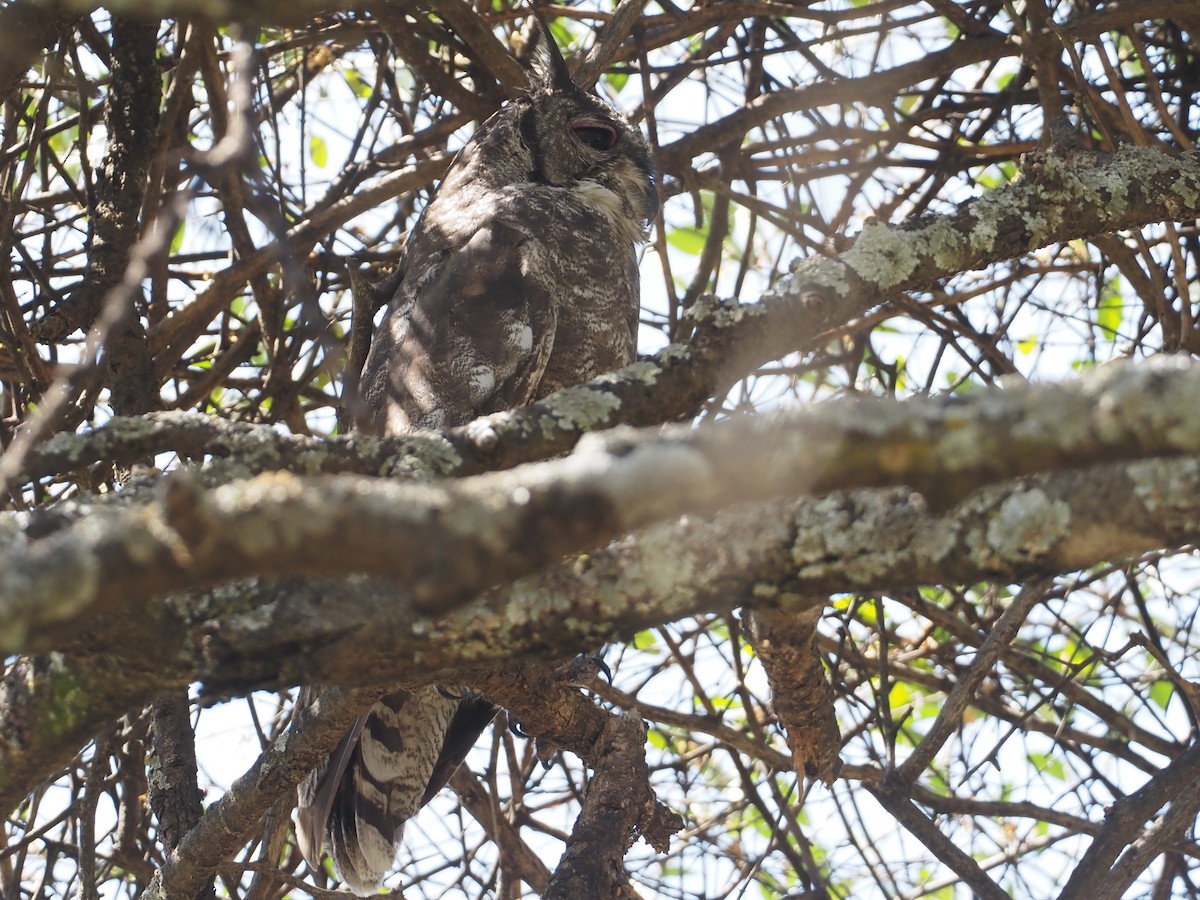 Grayish Eagle-Owl - Stephan Lorenz