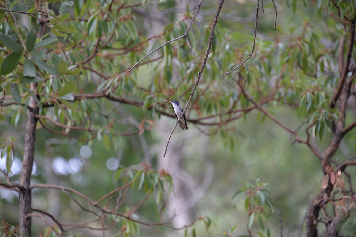 Violet-crowned Hummingbird - ML612734714
