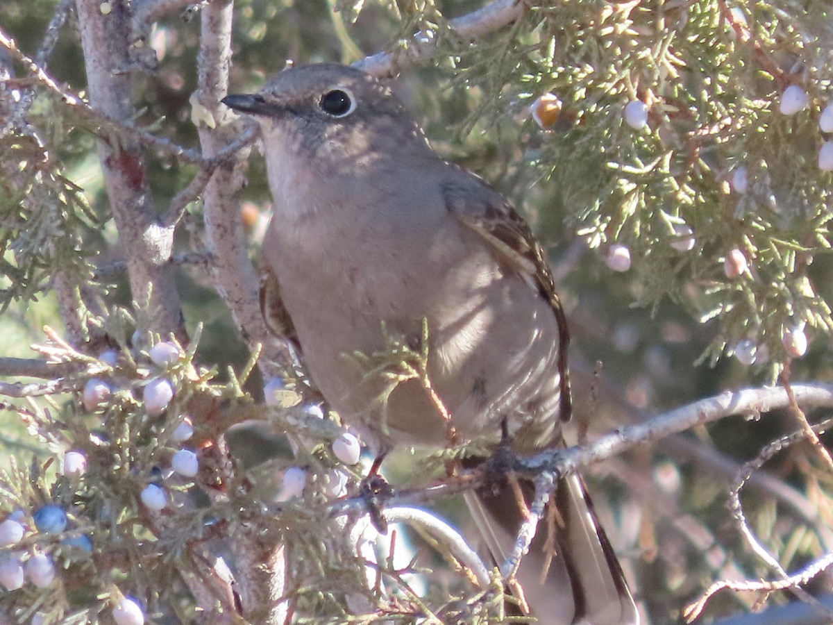 Townsend's Solitaire - ML612734726