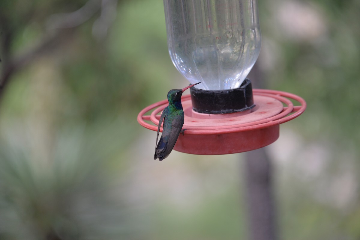 kolibřík širokozobý - ML612734824