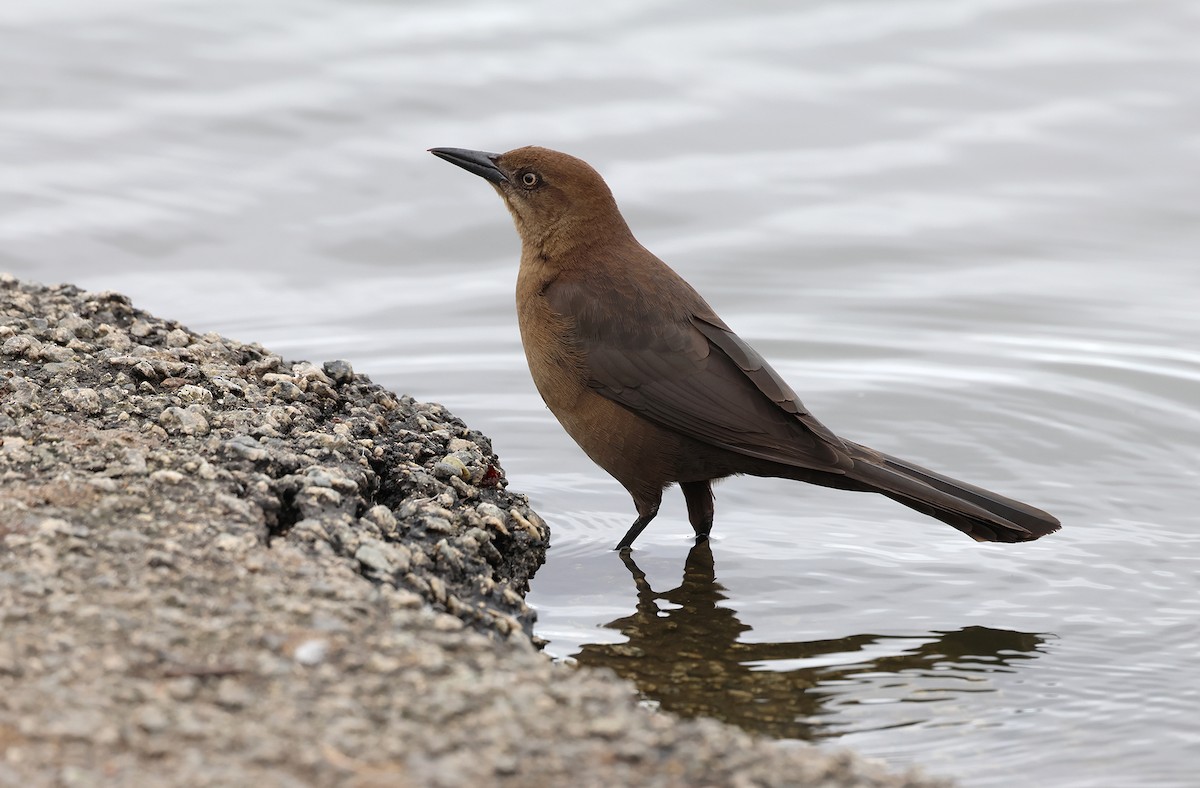 Great-tailed Grackle (Western) - ML612735354