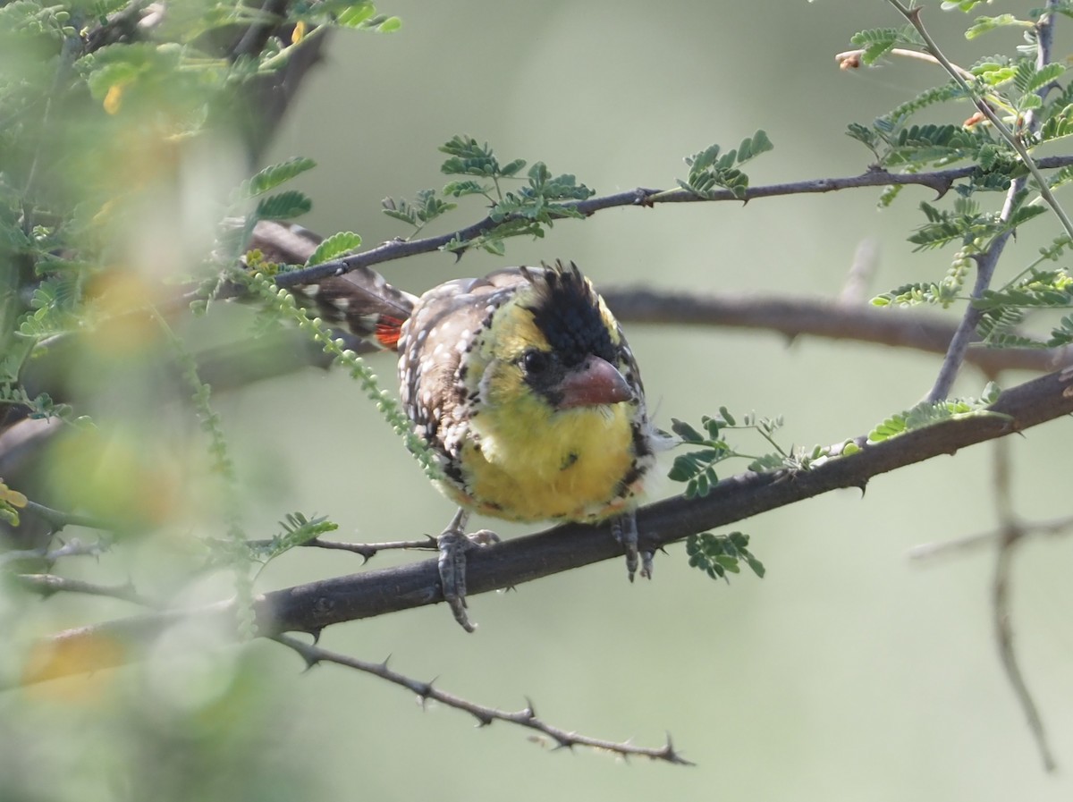 Yellow-breasted Barbet - ML612735413