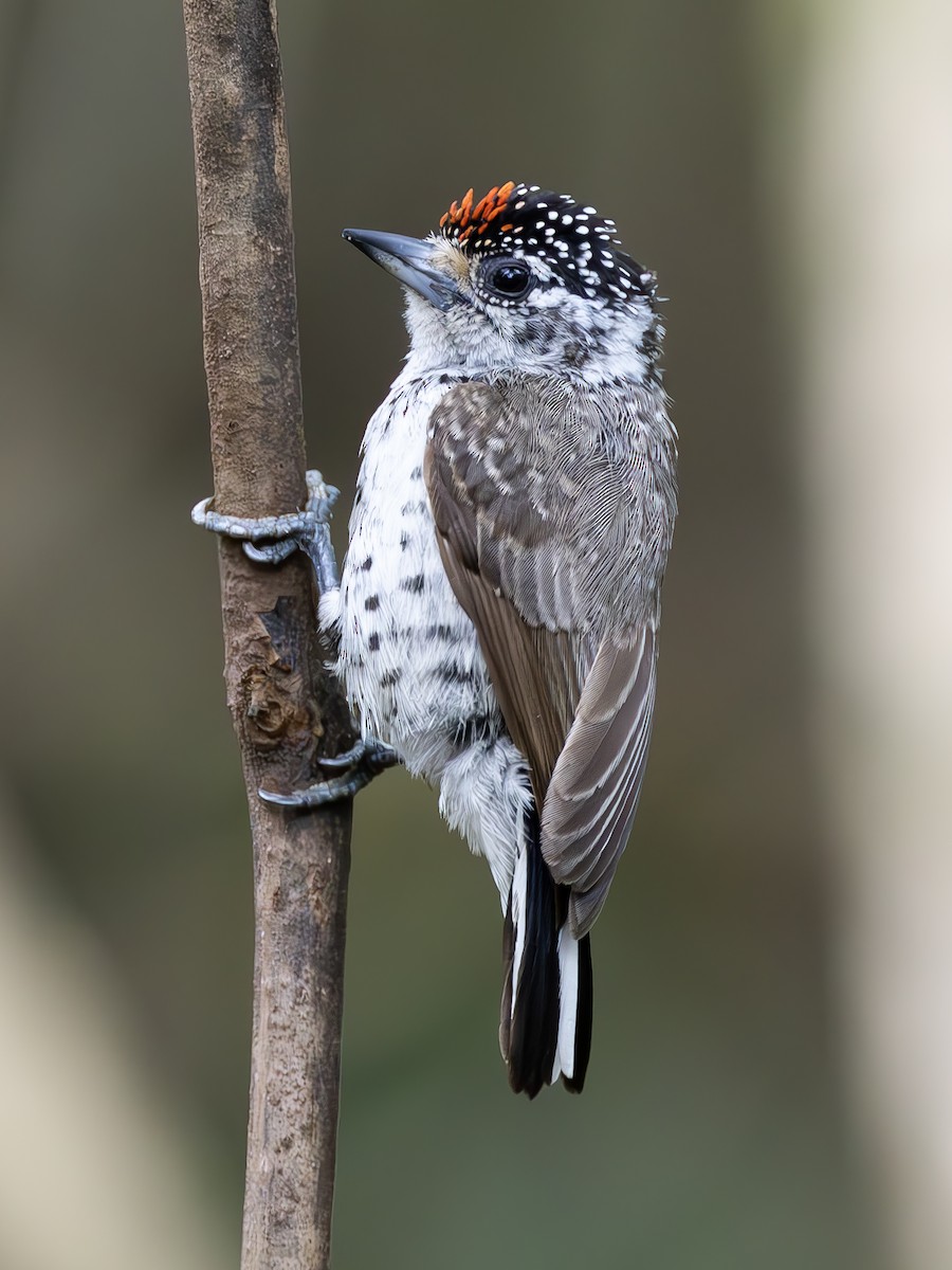 White-wedged Piculet - ML612735423