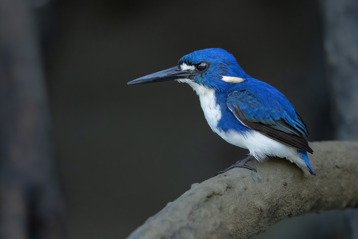Little Kingfisher - Wasu Vidayanakorn