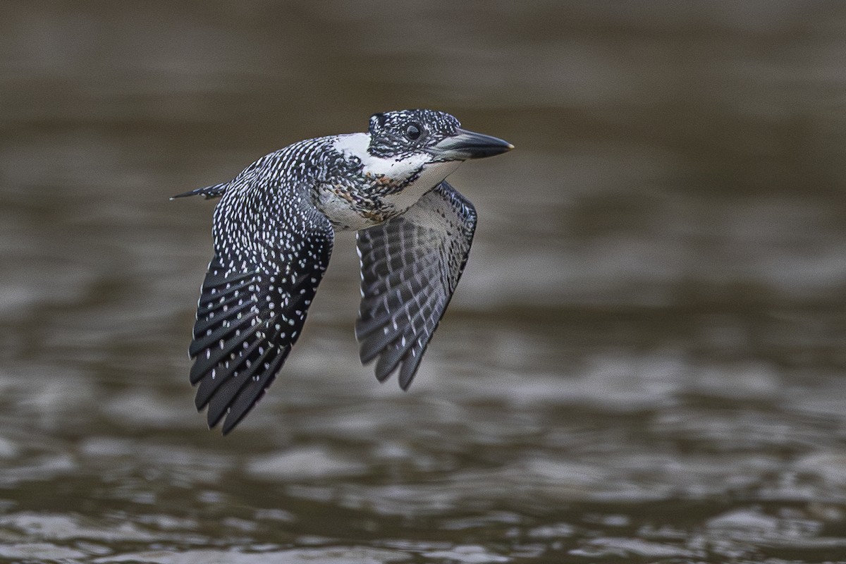 Crested Kingfisher - ML612736167