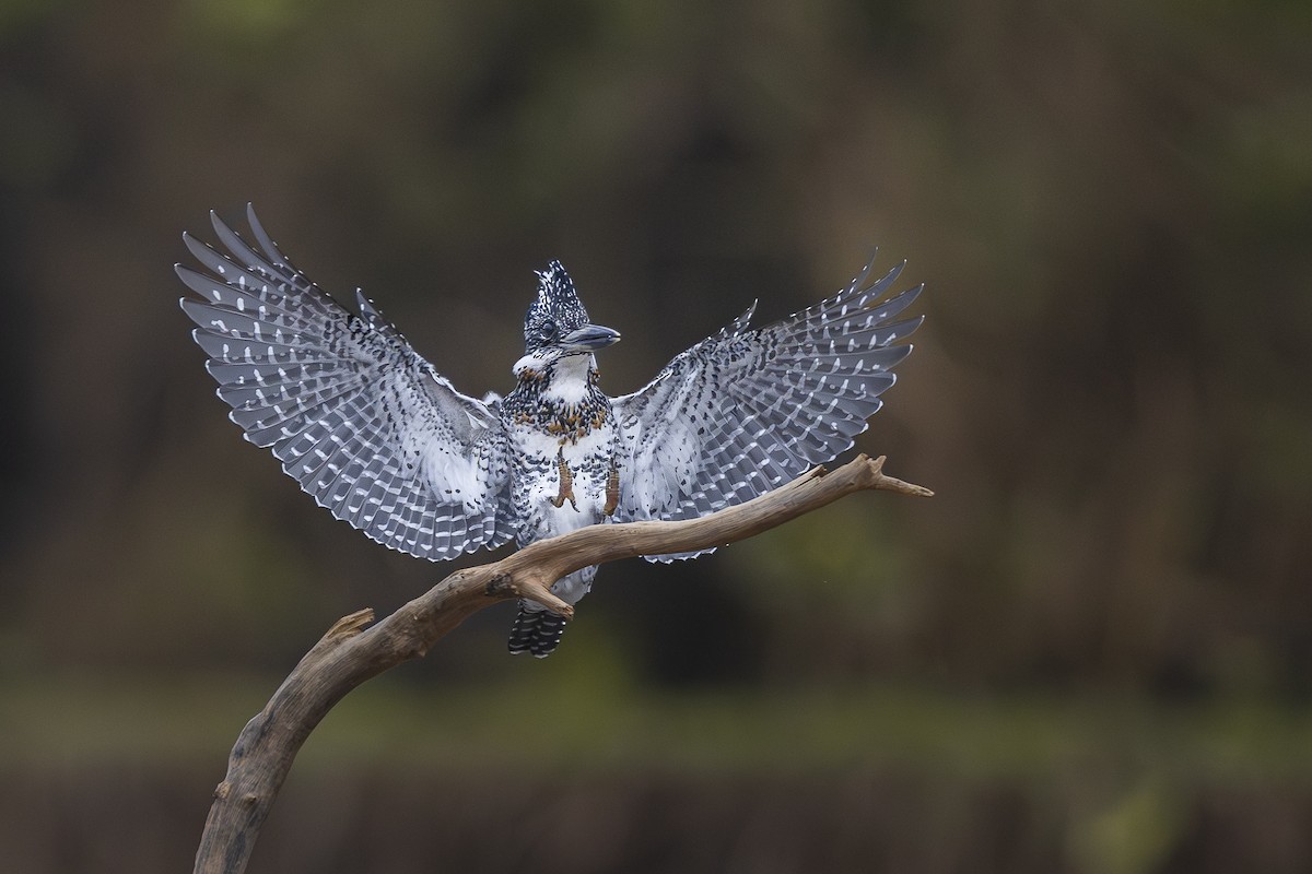 Crested Kingfisher - ML612736168