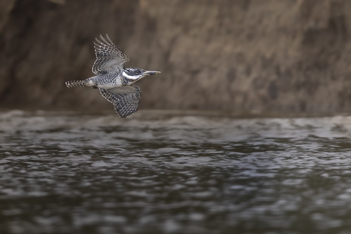 Crested Kingfisher - ML612736173