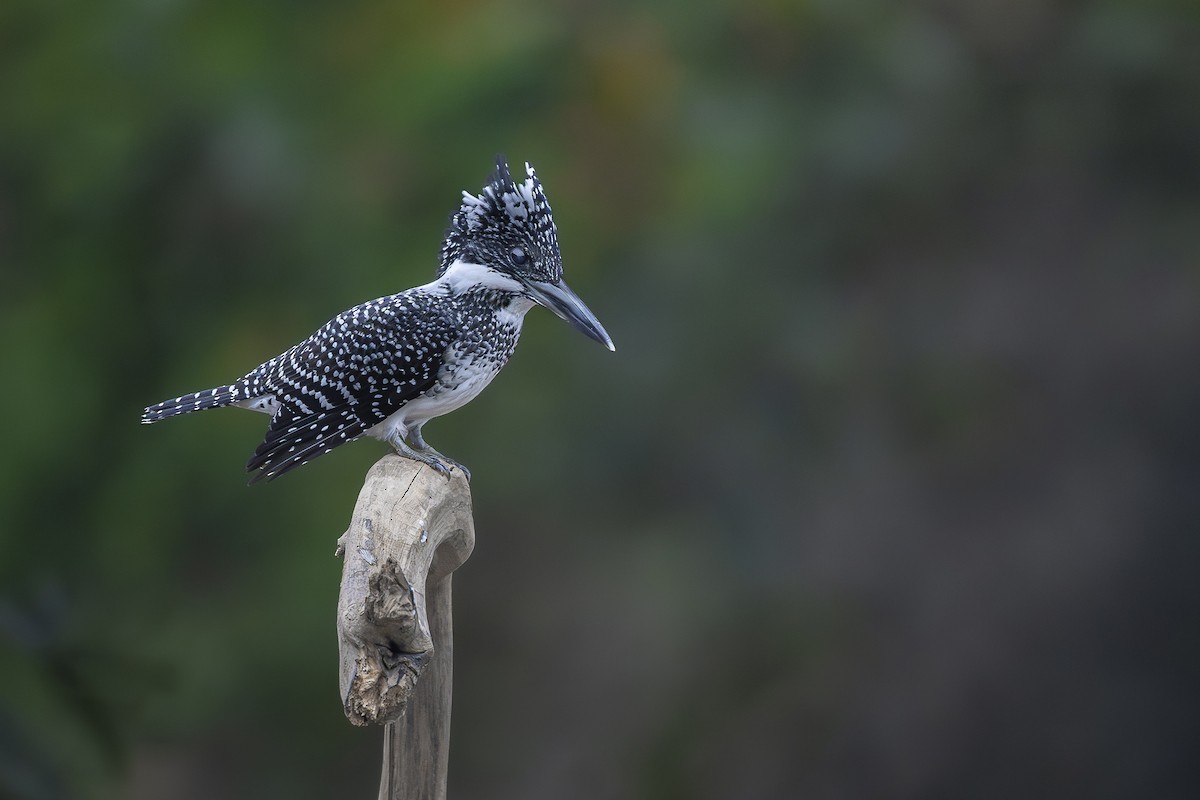 Crested Kingfisher - ML612736175
