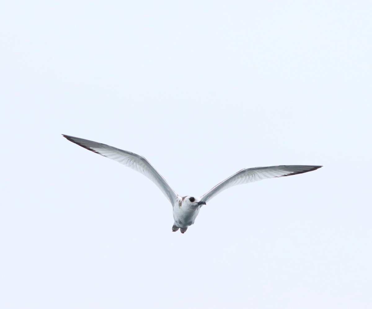 Swallow-tailed Gull - Angel Cárdenas