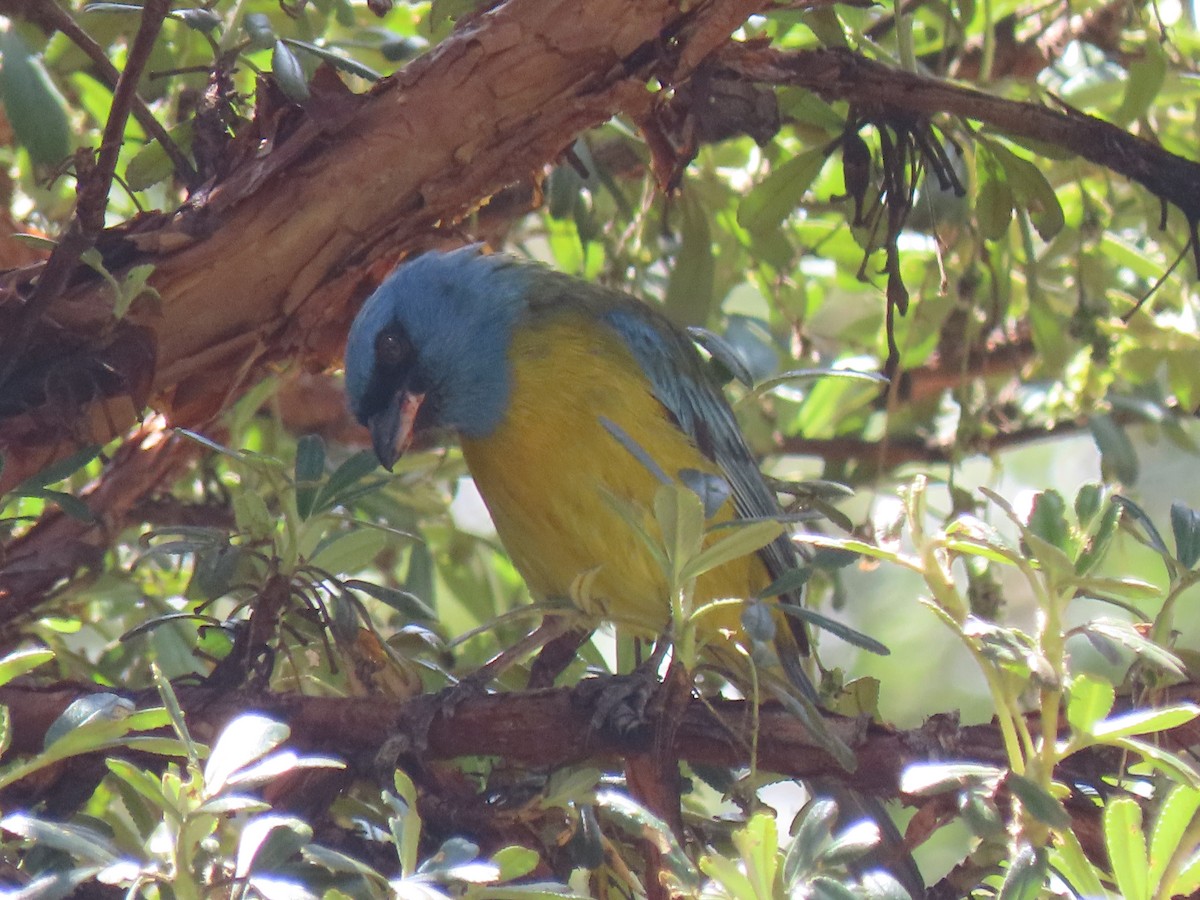 Blue-and-yellow Tanager - ML612737027