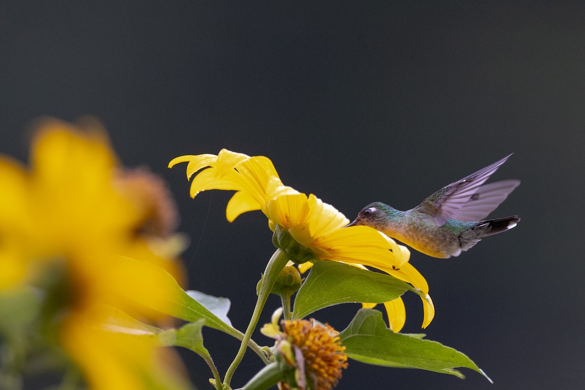Violet-headed Hummingbird - ML612737036