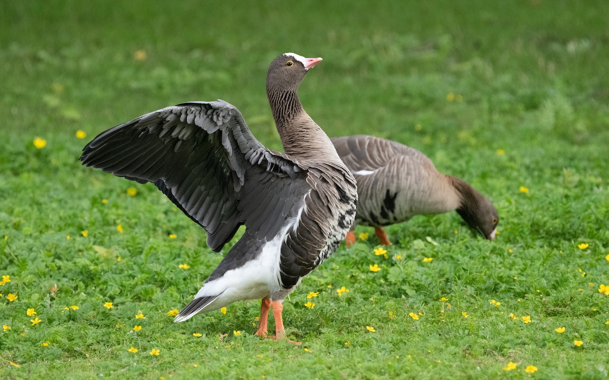 Lesser White-fronted Goose - ML612737320