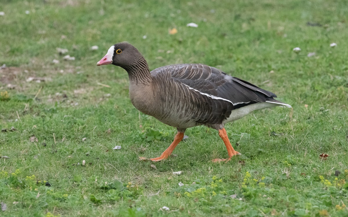 Lesser White-fronted Goose - ML612737331