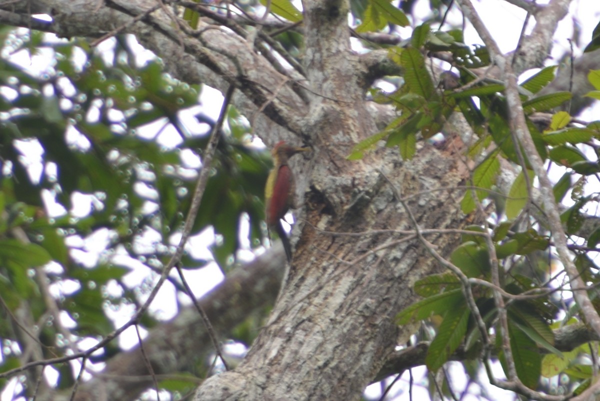Crimson-winged Woodpecker - ML612737796