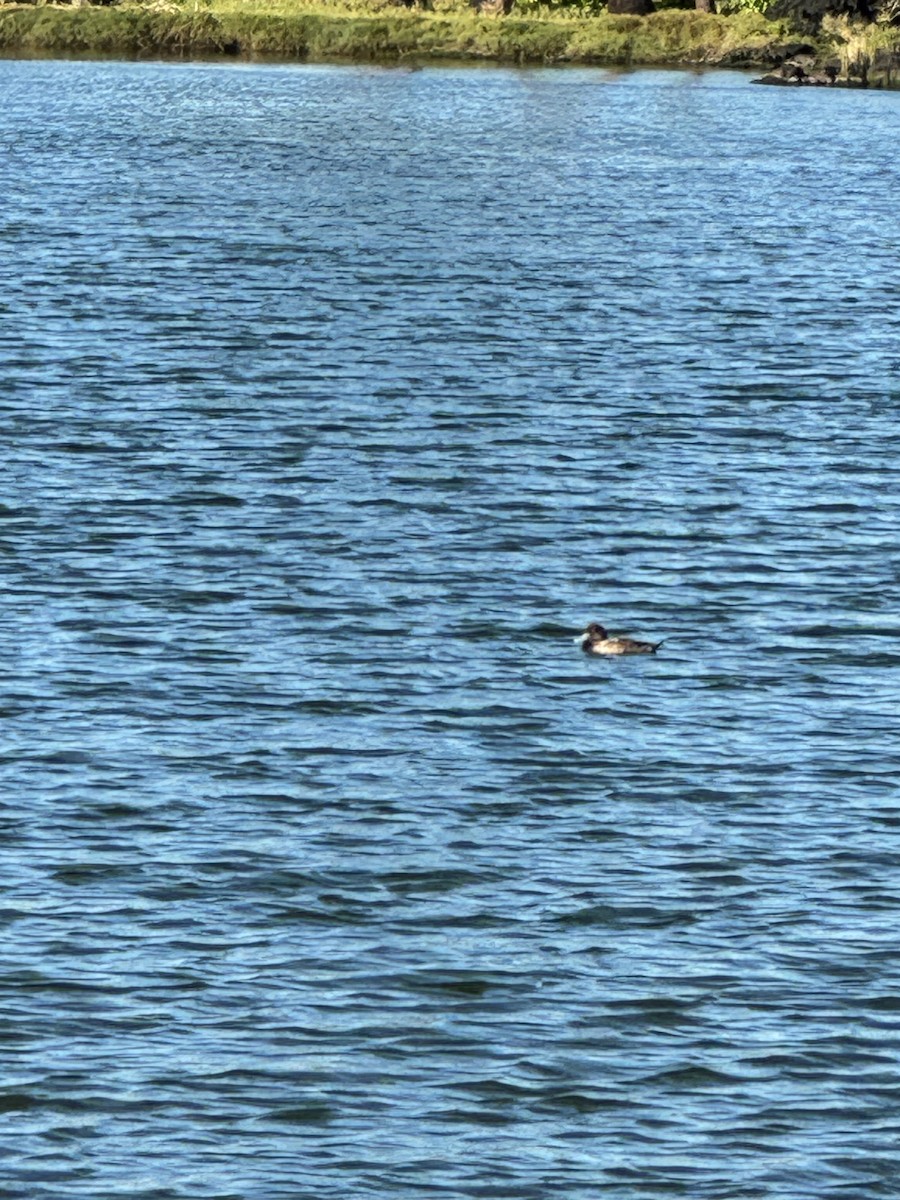 Greater Scaup - ML612737909