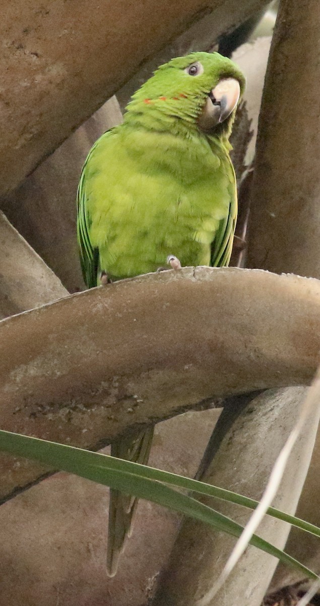 Pacific Parakeet - Connie Lintz