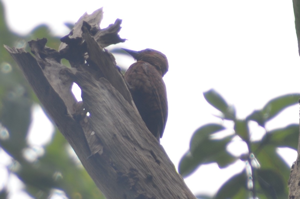 Rufous Woodpecker - ML612737937