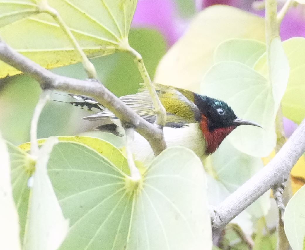 Fork-tailed Sunbird - Zhongyu Wang