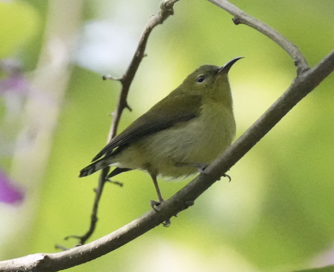 Fork-tailed Sunbird - Zhongyu Wang