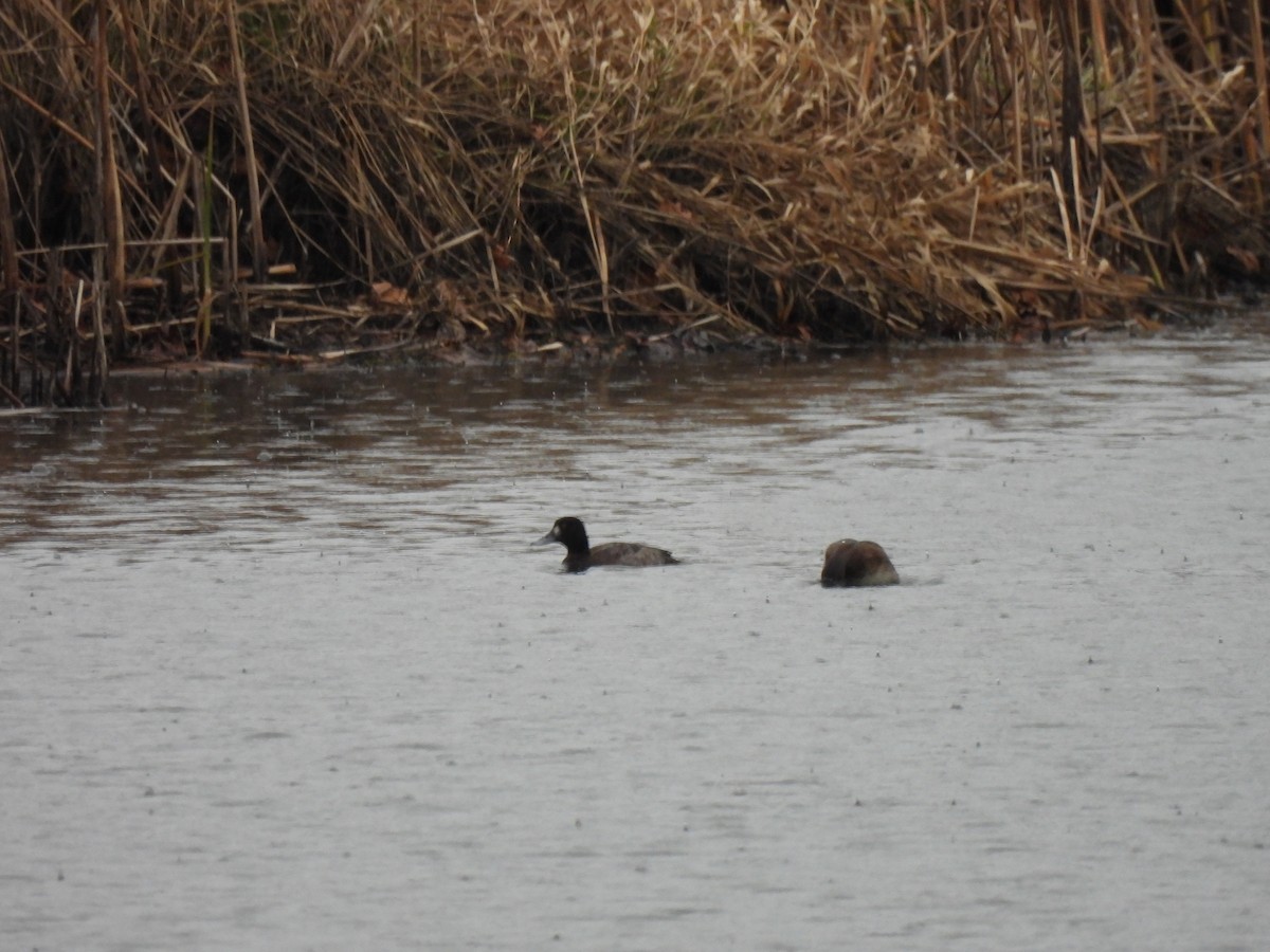 Greater Scaup - ML612738285