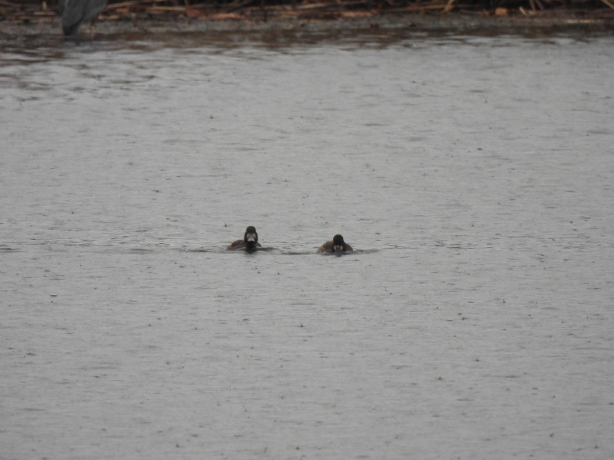 Greater Scaup - ML612738287