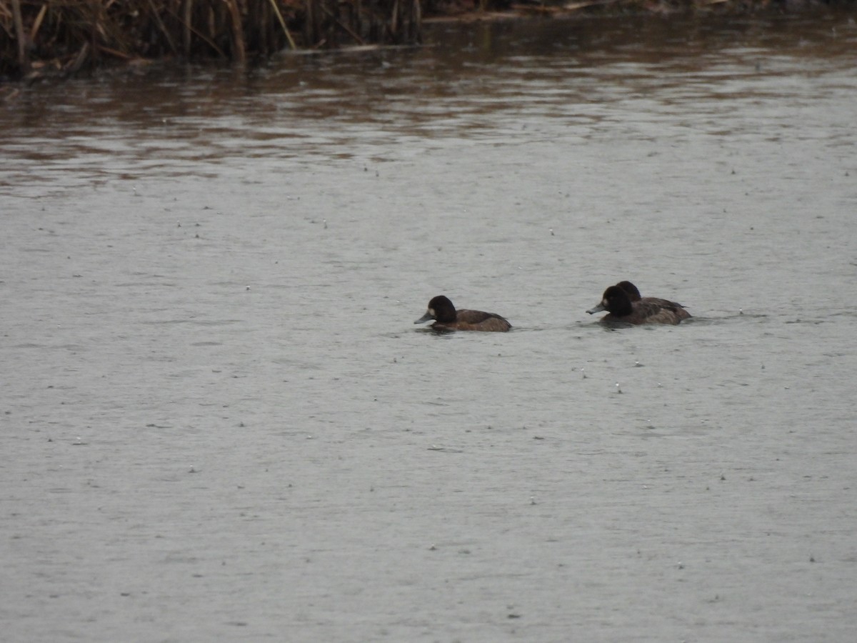Greater Scaup - ML612738289
