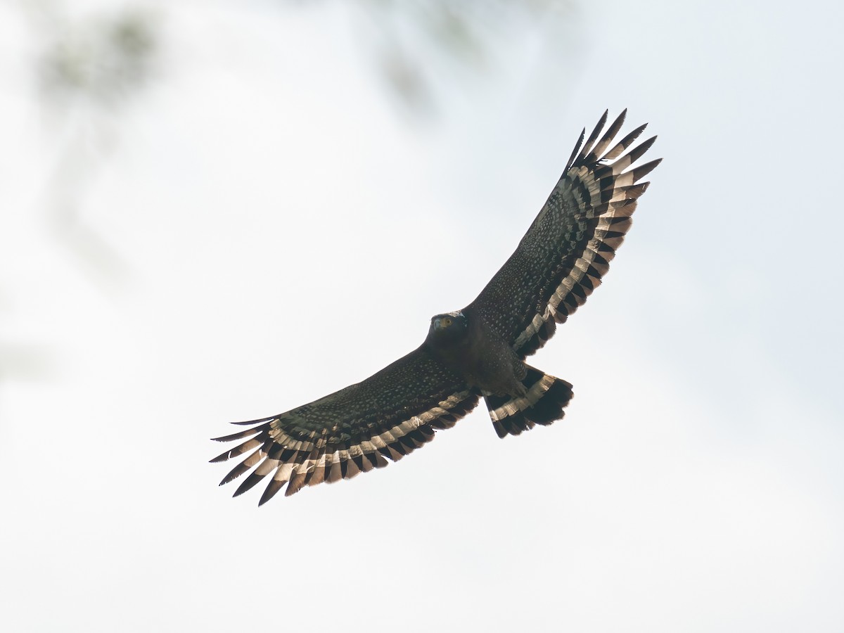 Crested Serpent-Eagle - ML612738387