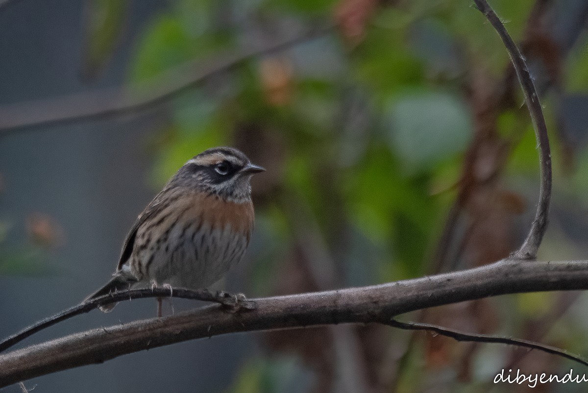 Rufous-breasted Accentor - ML612738527