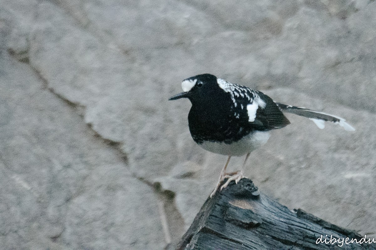 Spotted Forktail - ML612738569