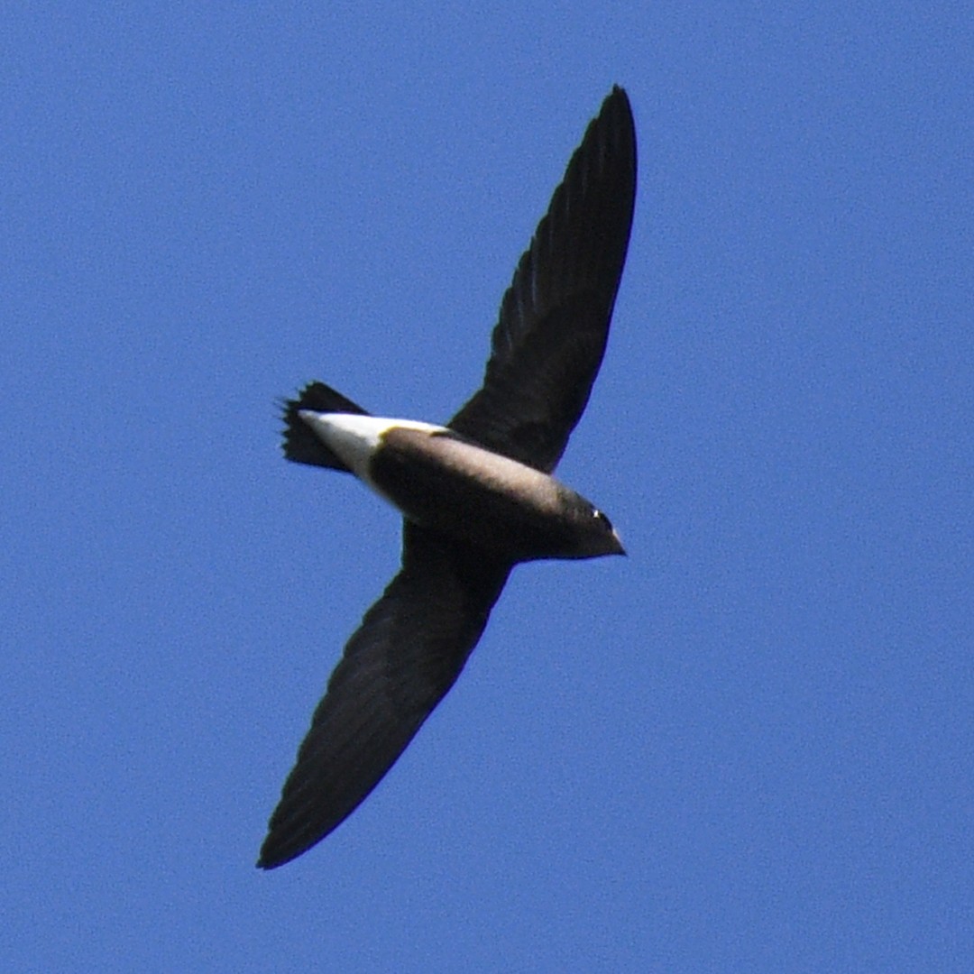 Brown-backed Needletail - ML612738737