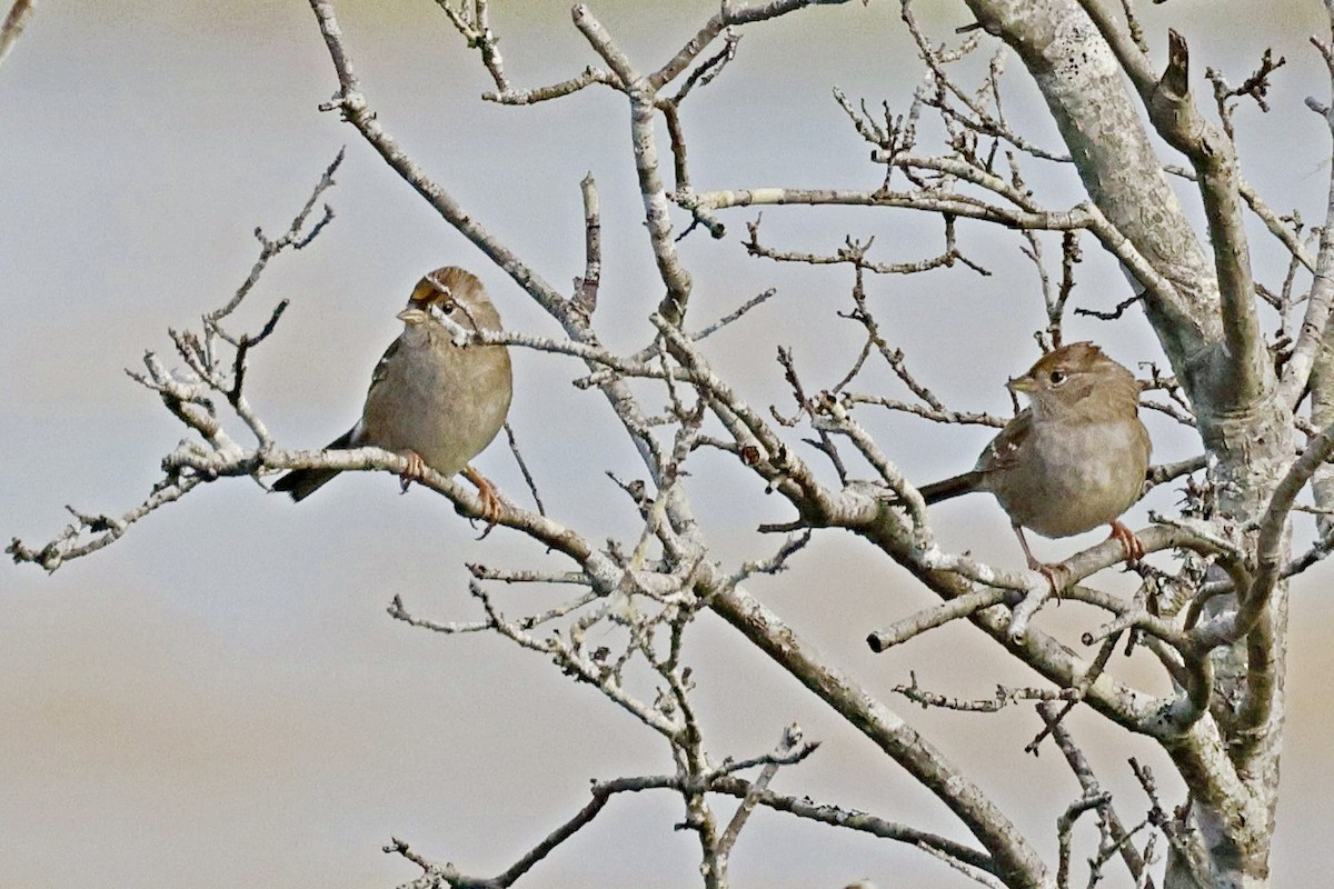 Golden-crowned Sparrow - ML612738845
