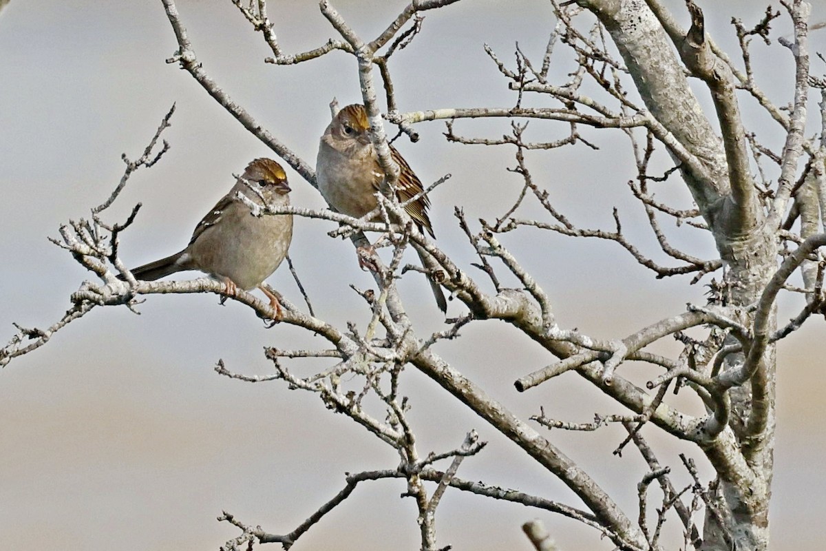 Golden-crowned Sparrow - ML612738854