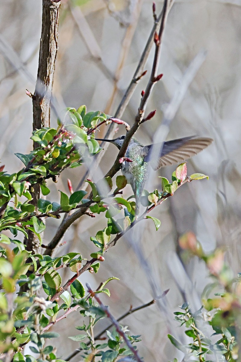Anna's Hummingbird - ML612738907