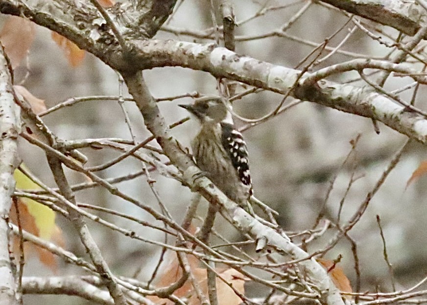 Japanese Pygmy Woodpecker - ML612739199