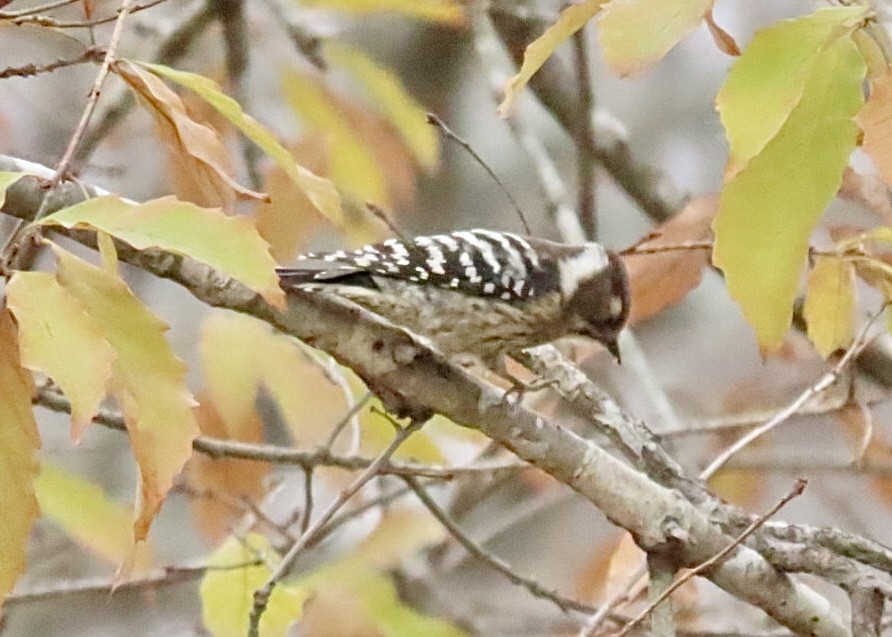 Japanese Pygmy Woodpecker - ML612739200