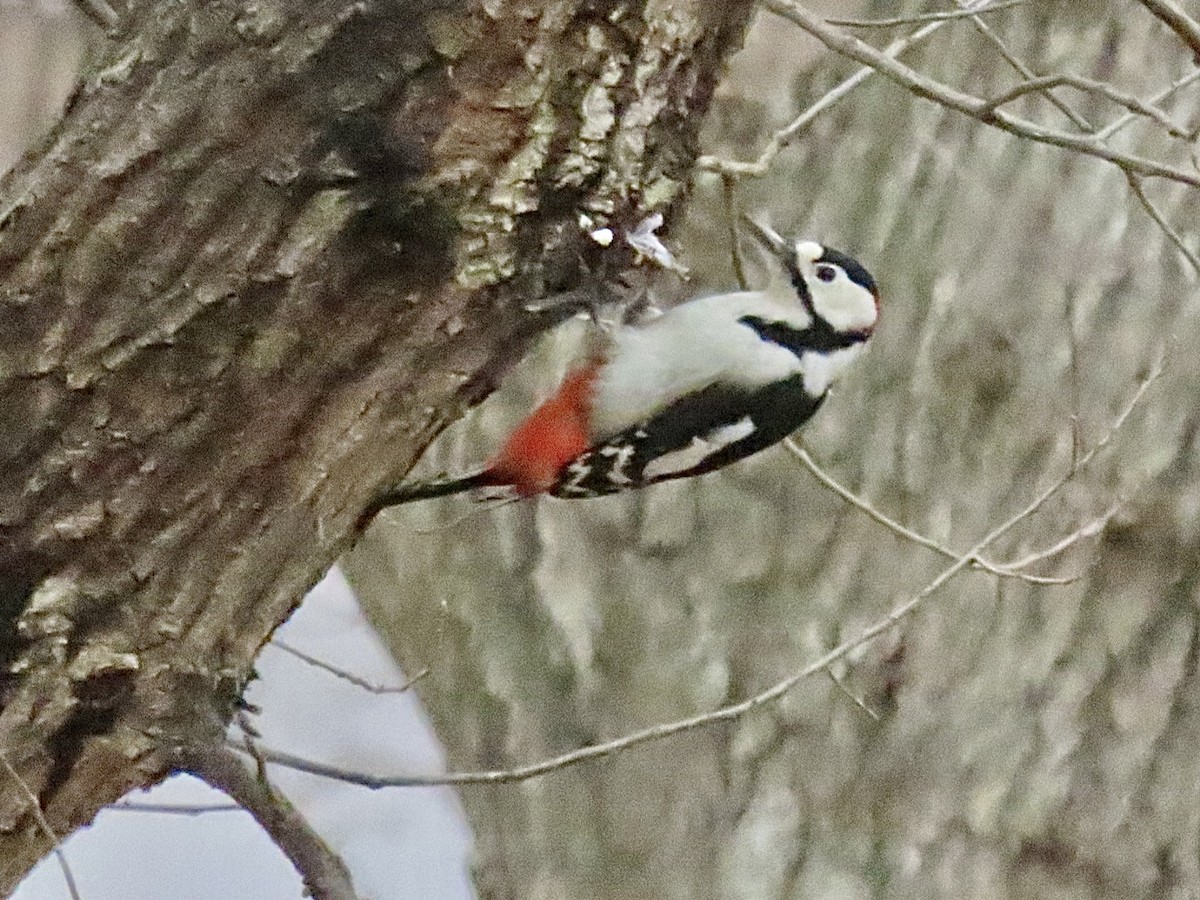 Great Spotted Woodpecker - ML612739227