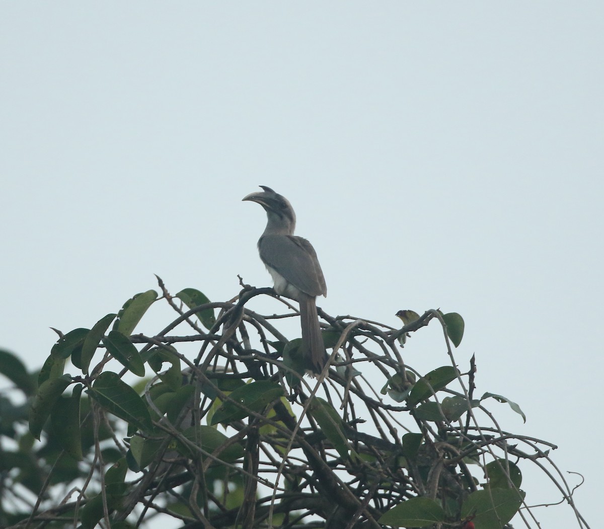 Indian Gray Hornbill - ML612739496